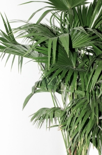 zana-bayne-ss16-bossa-nova-01